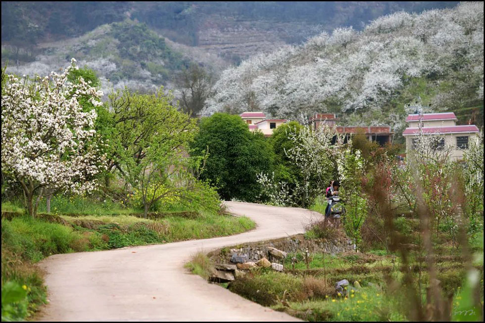 【春天，广西桂林灌阳县向您发出邀请！】我们在灌阳看梨花 - 游山玩水 - 日喀则生活社区 - 日喀则28生活网 rkz.28life.com