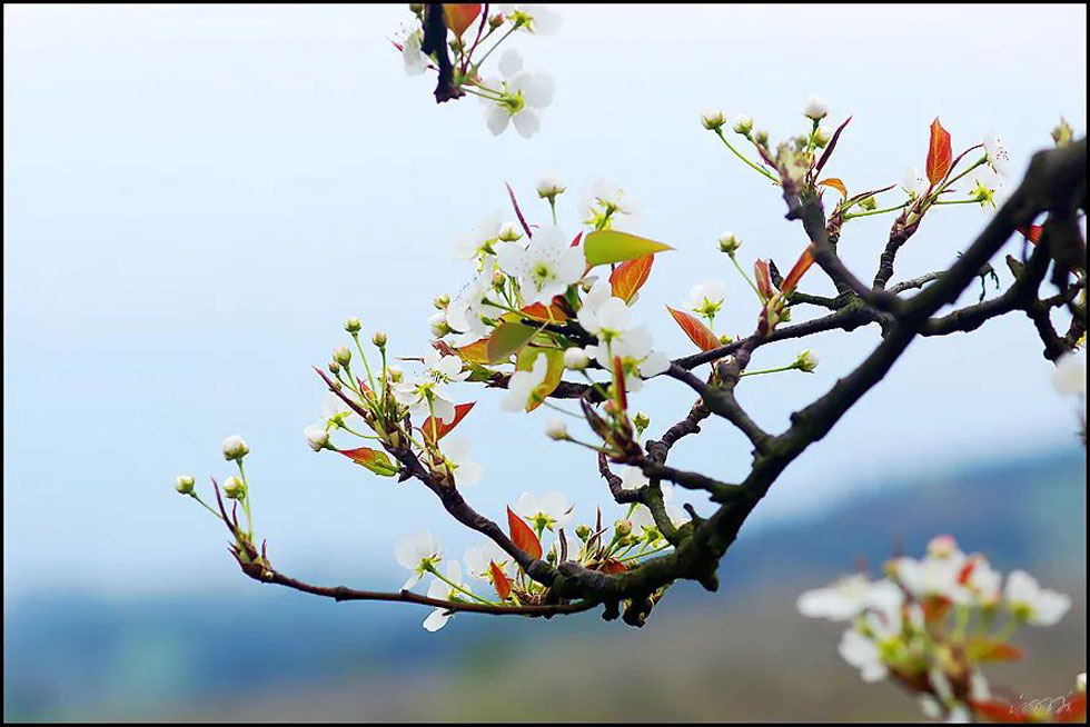 【春天，广西桂林灌阳县向您发出邀请！】我们在灌阳看梨花 - 游山玩水 - 日喀则生活社区 - 日喀则28生活网 rkz.28life.com