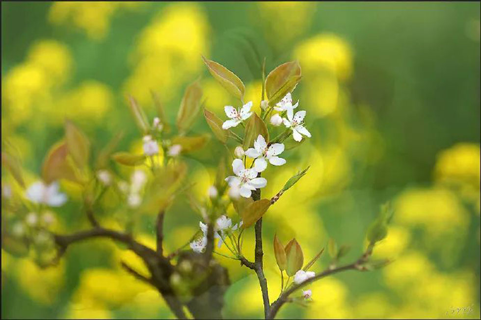 【春天，广西桂林灌阳县向您发出邀请！】我们在灌阳看梨花 - 游山玩水 - 日喀则生活社区 - 日喀则28生活网 rkz.28life.com