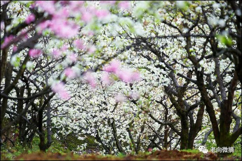 【春天，广西桂林灌阳县向您发出邀请！】我们在灌阳看梨花 - 游山玩水 - 日喀则生活社区 - 日喀则28生活网 rkz.28life.com