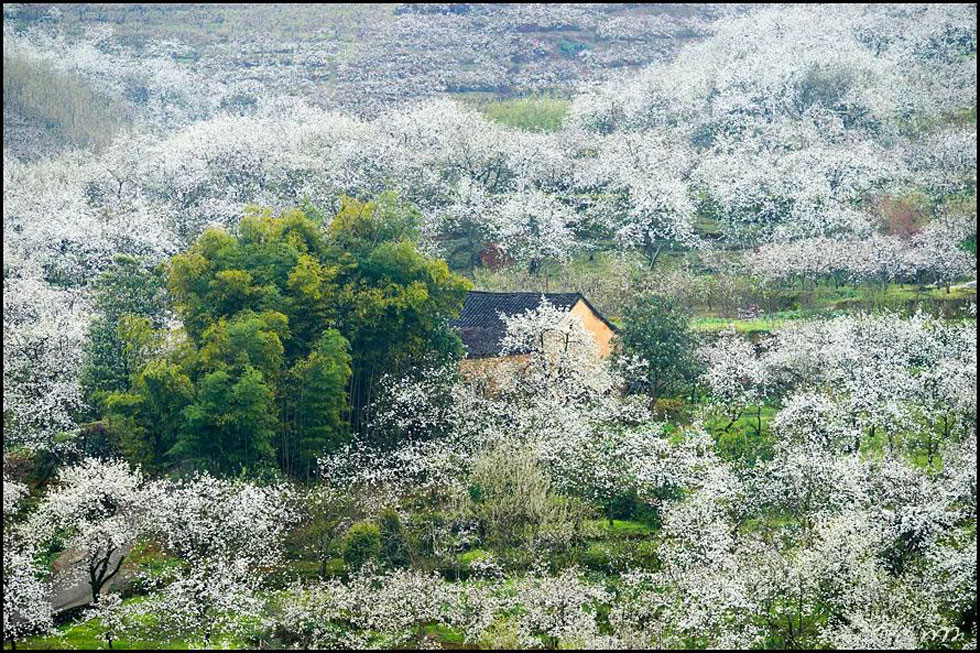【春天，广西桂林灌阳县向您发出邀请！】我们在灌阳看梨花 - 游山玩水 - 日喀则生活社区 - 日喀则28生活网 rkz.28life.com