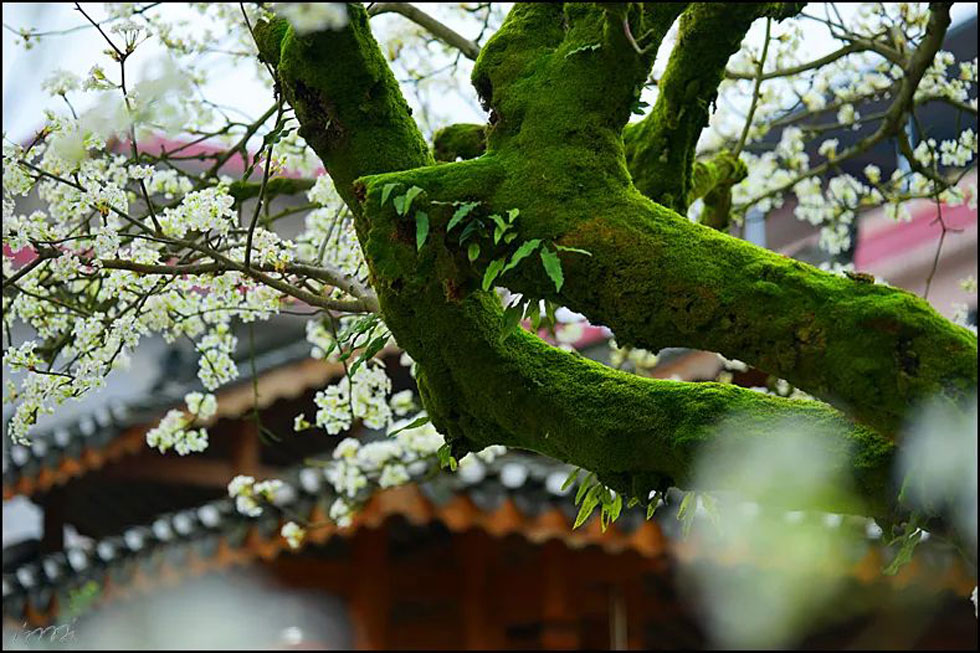 【春天，广西桂林灌阳县向您发出邀请！】我们在灌阳看梨花 - 游山玩水 - 日喀则生活社区 - 日喀则28生活网 rkz.28life.com