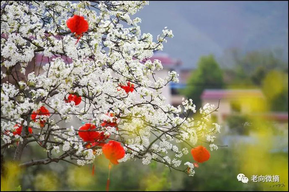 【春天，广西桂林灌阳县向您发出邀请！】我们在灌阳看梨花 - 游山玩水 - 日喀则生活社区 - 日喀则28生活网 rkz.28life.com