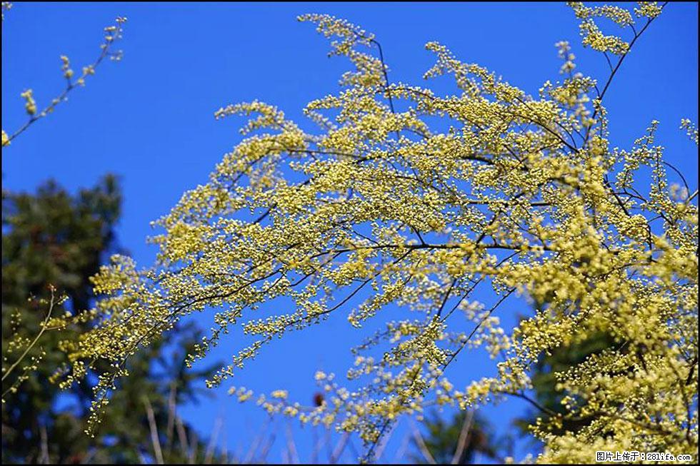 【春天，广西桂林灌阳县向您发出邀请！】米珠山前有片山苍子花在飘香 - 游山玩水 - 日喀则生活社区 - 日喀则28生活网 rkz.28life.com