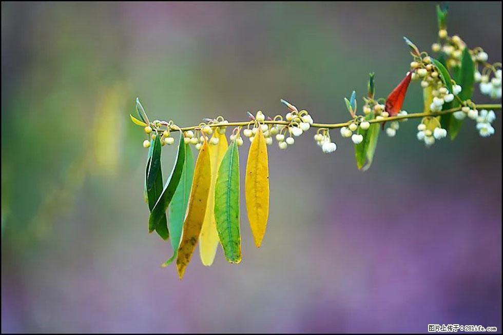 【春天，广西桂林灌阳县向您发出邀请！】米珠山前有片山苍子花在飘香 - 游山玩水 - 日喀则生活社区 - 日喀则28生活网 rkz.28life.com