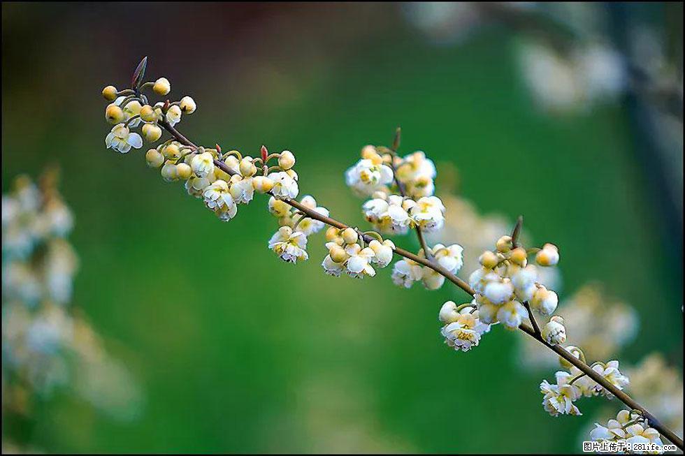 【春天，广西桂林灌阳县向您发出邀请！】米珠山前有片山苍子花在飘香 - 游山玩水 - 日喀则生活社区 - 日喀则28生活网 rkz.28life.com