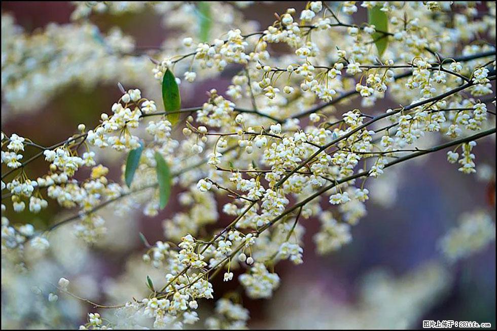 【春天，广西桂林灌阳县向您发出邀请！】米珠山前有片山苍子花在飘香 - 游山玩水 - 日喀则生活社区 - 日喀则28生活网 rkz.28life.com