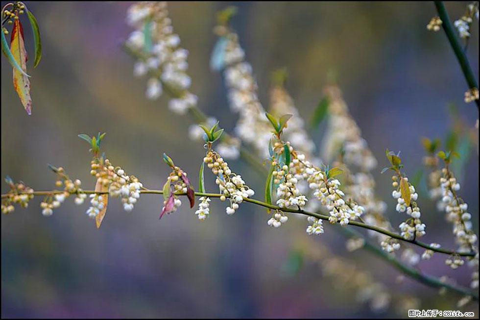 【春天，广西桂林灌阳县向您发出邀请！】米珠山前有片山苍子花在飘香 - 游山玩水 - 日喀则生活社区 - 日喀则28生活网 rkz.28life.com
