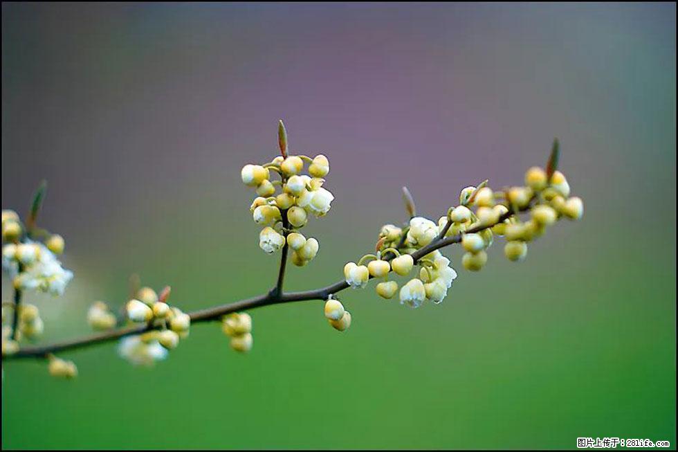 【春天，广西桂林灌阳县向您发出邀请！】米珠山前有片山苍子花在飘香 - 游山玩水 - 日喀则生活社区 - 日喀则28生活网 rkz.28life.com