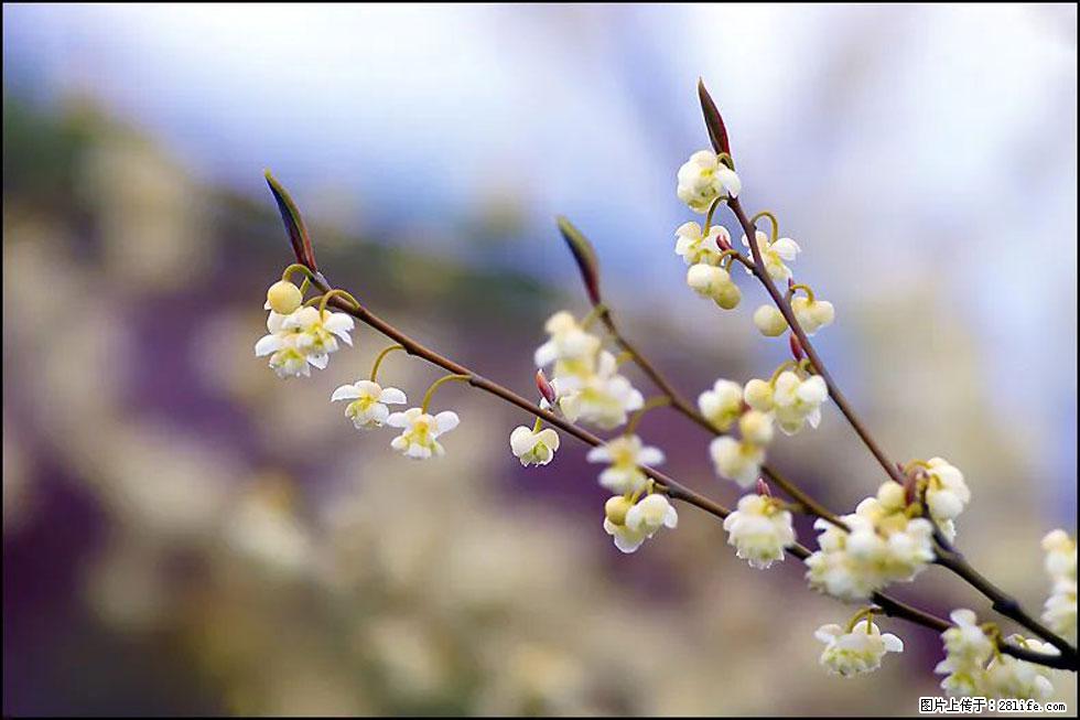 【春天，广西桂林灌阳县向您发出邀请！】米珠山前有片山苍子花在飘香 - 游山玩水 - 日喀则生活社区 - 日喀则28生活网 rkz.28life.com
