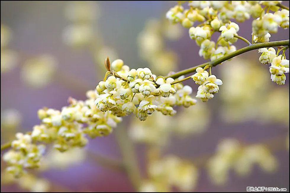 【春天，广西桂林灌阳县向您发出邀请！】米珠山前有片山苍子花在飘香 - 游山玩水 - 日喀则生活社区 - 日喀则28生活网 rkz.28life.com