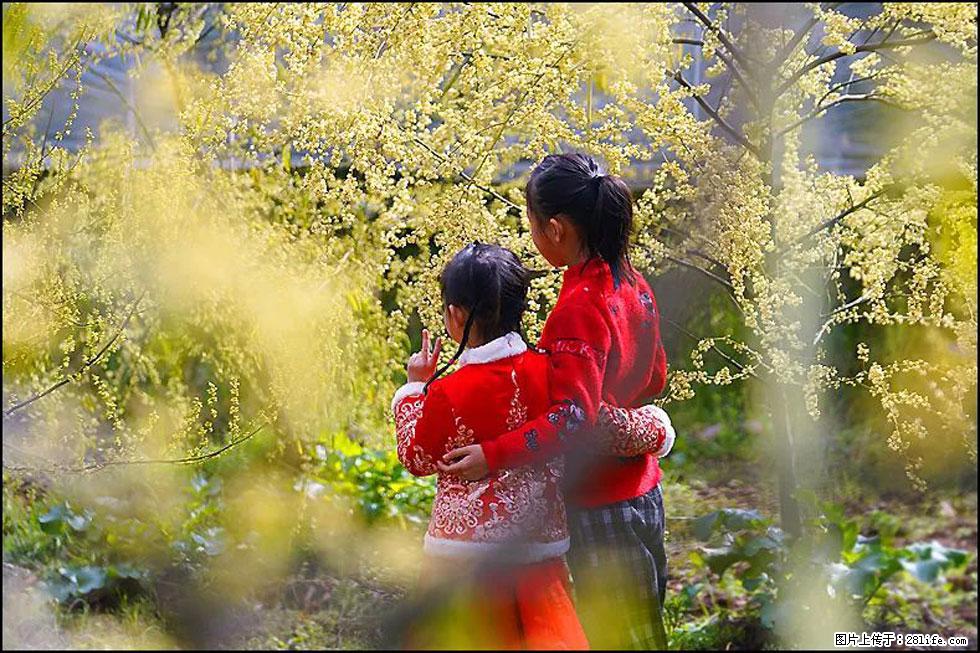 【春天，广西桂林灌阳县向您发出邀请！】米珠山前有片山苍子花在飘香 - 游山玩水 - 日喀则生活社区 - 日喀则28生活网 rkz.28life.com