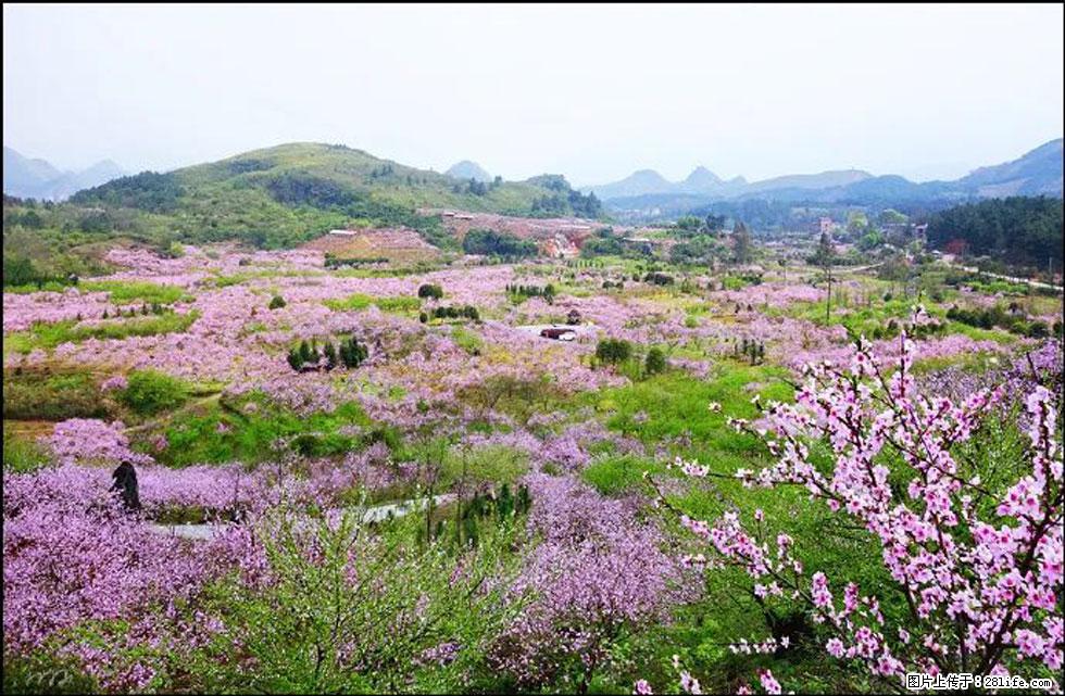 【春天，广西桂林灌阳县向您发出邀请！】官庄村有个醉美的桃花园 - 游山玩水 - 日喀则生活社区 - 日喀则28生活网 rkz.28life.com