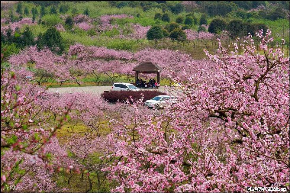 【春天，广西桂林灌阳县向您发出邀请！】官庄村有个醉美的桃花园 - 游山玩水 - 日喀则生活社区 - 日喀则28生活网 rkz.28life.com