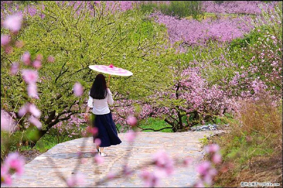 【春天，广西桂林灌阳县向您发出邀请！】官庄村有个醉美的桃花园 - 游山玩水 - 日喀则生活社区 - 日喀则28生活网 rkz.28life.com