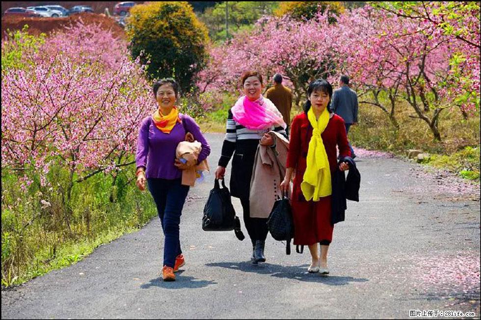 【春天，广西桂林灌阳县向您发出邀请！】官庄村有个醉美的桃花园 - 游山玩水 - 日喀则生活社区 - 日喀则28生活网 rkz.28life.com