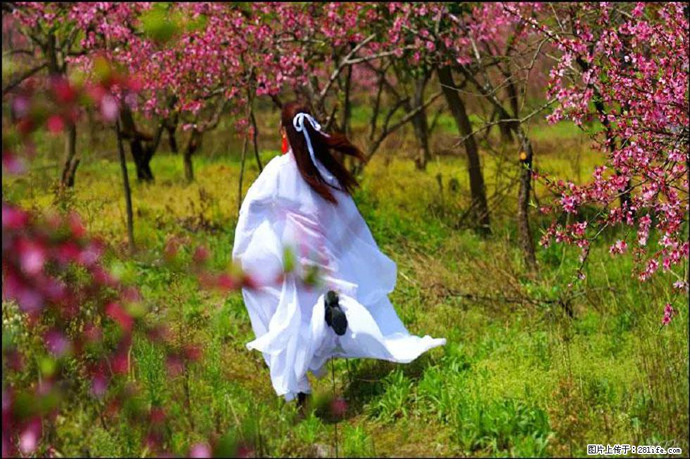 【春天，广西桂林灌阳县向您发出邀请！】官庄村有个醉美的桃花园 - 游山玩水 - 日喀则生活社区 - 日喀则28生活网 rkz.28life.com