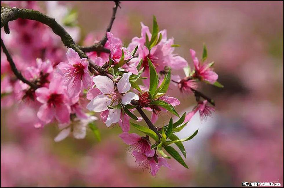 【春天，广西桂林灌阳县向您发出邀请！】官庄村有个醉美的桃花园 - 游山玩水 - 日喀则生活社区 - 日喀则28生活网 rkz.28life.com