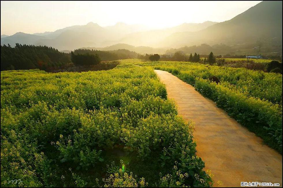 【春天，广西桂林灌阳县向您发出邀请！】长坪村油菜盛情花开 - 游山玩水 - 日喀则生活社区 - 日喀则28生活网 rkz.28life.com