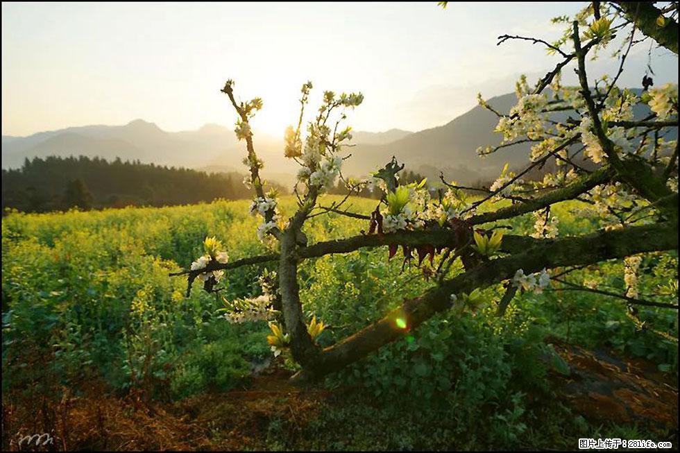 【春天，广西桂林灌阳县向您发出邀请！】长坪村油菜盛情花开 - 游山玩水 - 日喀则生活社区 - 日喀则28生活网 rkz.28life.com