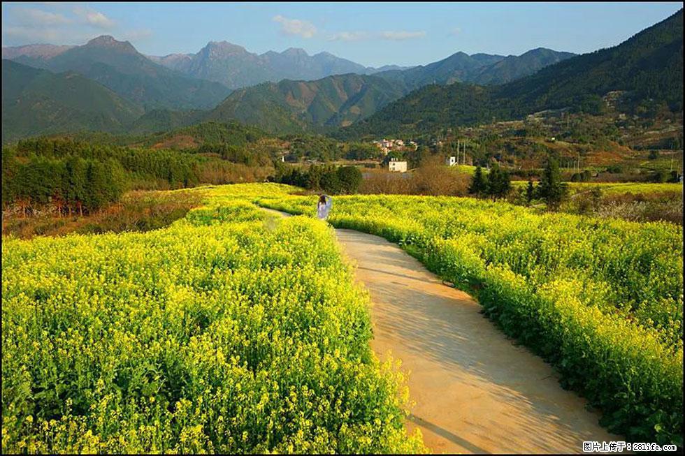 【春天，广西桂林灌阳县向您发出邀请！】长坪村油菜盛情花开 - 游山玩水 - 日喀则生活社区 - 日喀则28生活网 rkz.28life.com