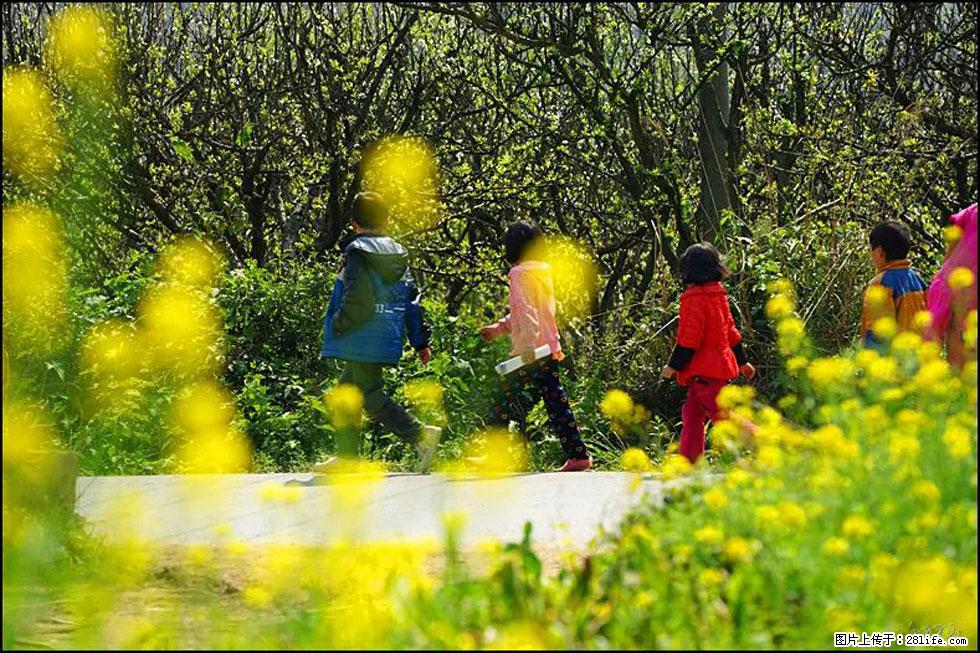 【春天，广西桂林灌阳县向您发出邀请！】长坪村油菜盛情花开 - 游山玩水 - 日喀则生活社区 - 日喀则28生活网 rkz.28life.com