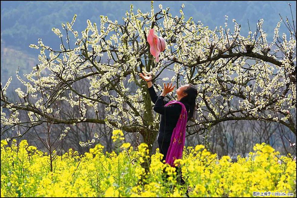 【春天，广西桂林灌阳县向您发出邀请！】长坪村油菜盛情花开 - 游山玩水 - 日喀则生活社区 - 日喀则28生活网 rkz.28life.com