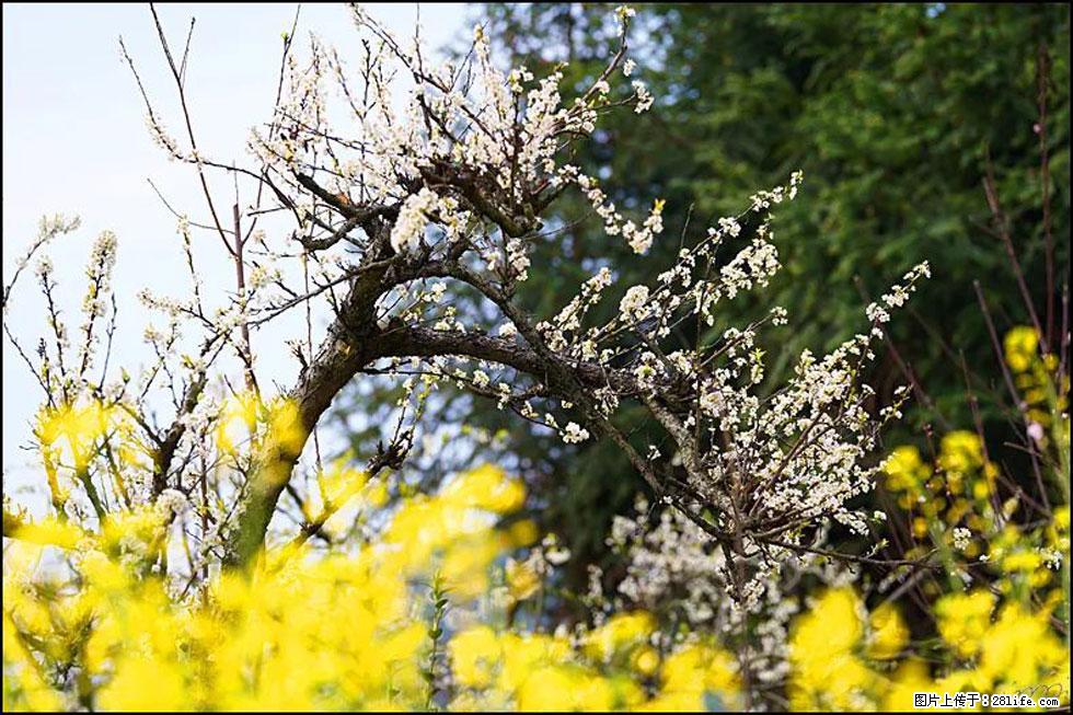 【春天，广西桂林灌阳县向您发出邀请！】长坪村油菜盛情花开 - 游山玩水 - 日喀则生活社区 - 日喀则28生活网 rkz.28life.com