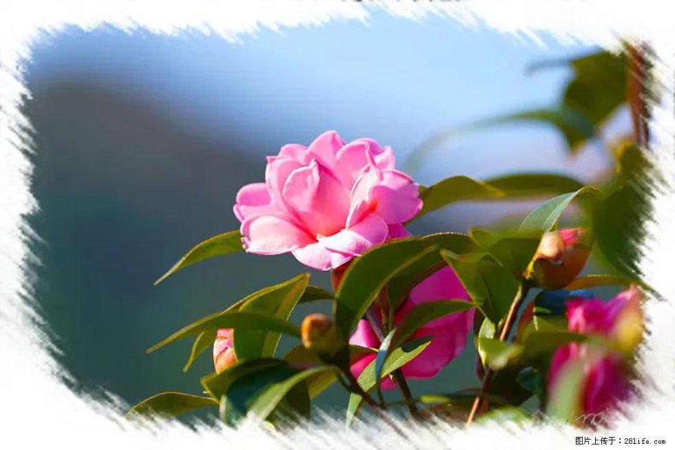 【春天，广西桂林灌阳县向您发出邀请！】杨柳井茶花惹人爱 - 游山玩水 - 日喀则生活社区 - 日喀则28生活网 rkz.28life.com