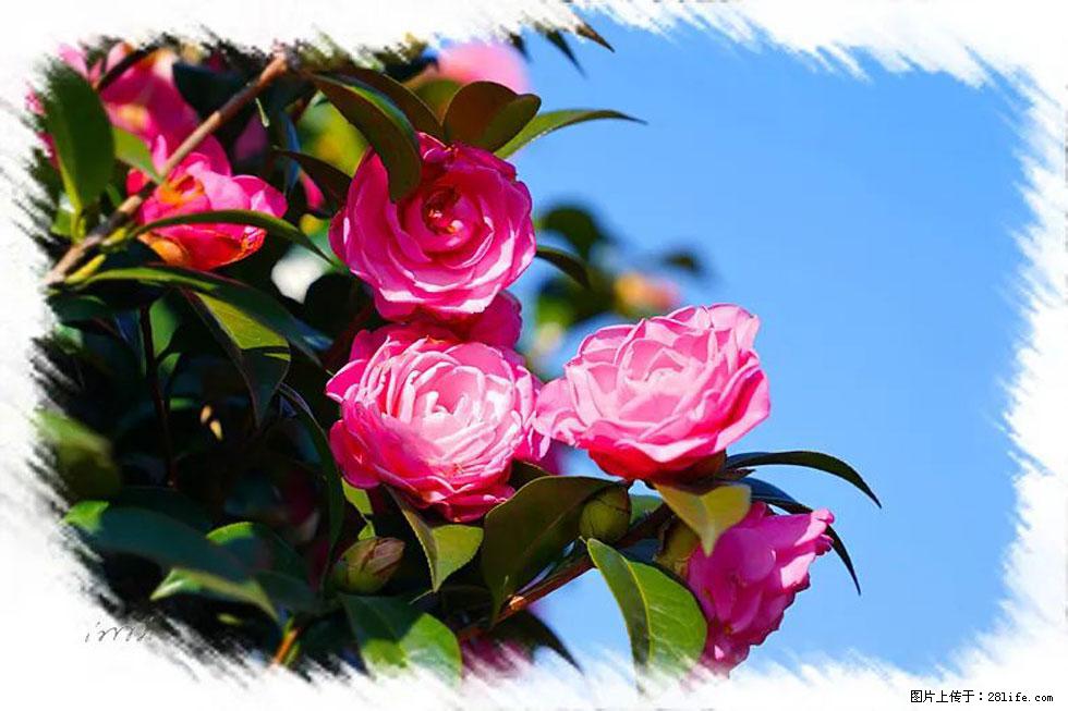 【春天，广西桂林灌阳县向您发出邀请！】杨柳井茶花惹人爱 - 游山玩水 - 日喀则生活社区 - 日喀则28生活网 rkz.28life.com