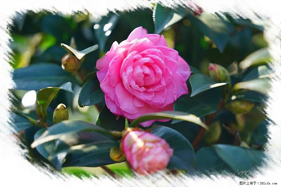 【春天，广西桂林灌阳县向您发出邀请！】杨柳井茶花惹人爱 - 游山玩水 - 日喀则生活社区 - 日喀则28生活网 rkz.28life.com