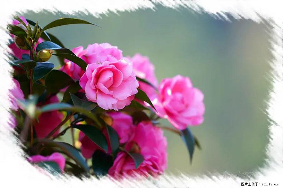 【春天，广西桂林灌阳县向您发出邀请！】杨柳井茶花惹人爱 - 游山玩水 - 日喀则生活社区 - 日喀则28生活网 rkz.28life.com