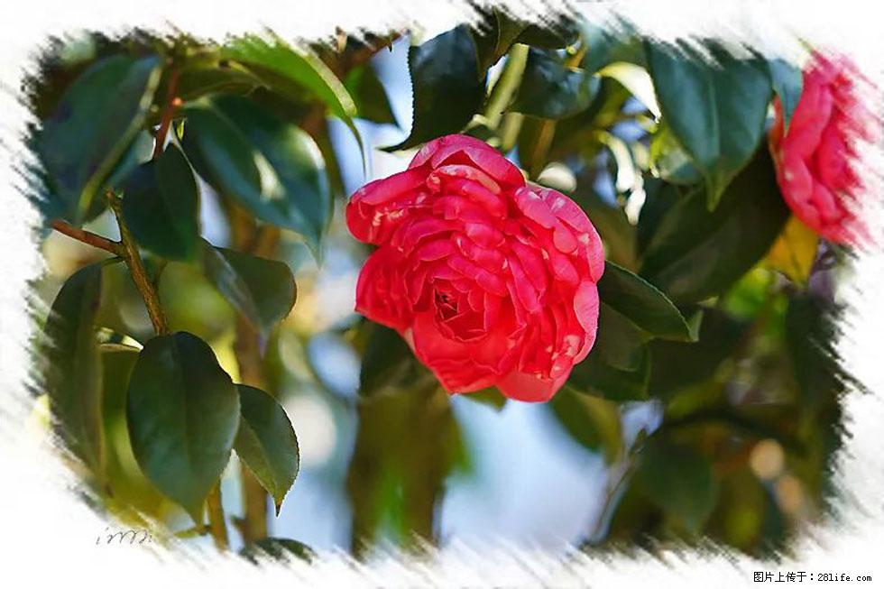 【春天，广西桂林灌阳县向您发出邀请！】杨柳井茶花惹人爱 - 游山玩水 - 日喀则生活社区 - 日喀则28生活网 rkz.28life.com