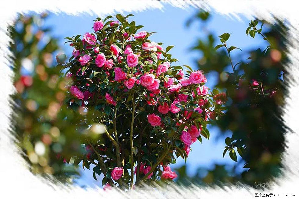 【春天，广西桂林灌阳县向您发出邀请！】杨柳井茶花惹人爱 - 游山玩水 - 日喀则生活社区 - 日喀则28生活网 rkz.28life.com