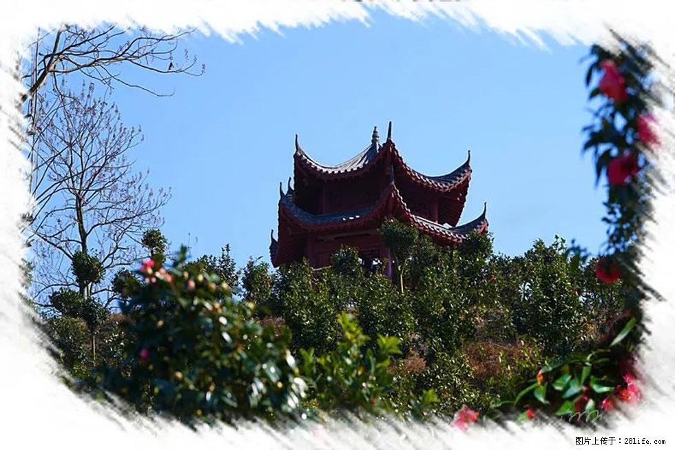 【春天，广西桂林灌阳县向您发出邀请！】杨柳井茶花惹人爱 - 游山玩水 - 日喀则生活社区 - 日喀则28生活网 rkz.28life.com