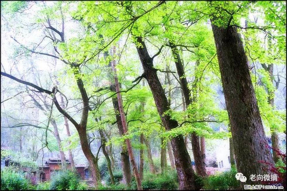 【春天，广西桂林灌阳县向您发出邀请！】在小龙村与春天约会 - 游山玩水 - 日喀则生活社区 - 日喀则28生活网 rkz.28life.com