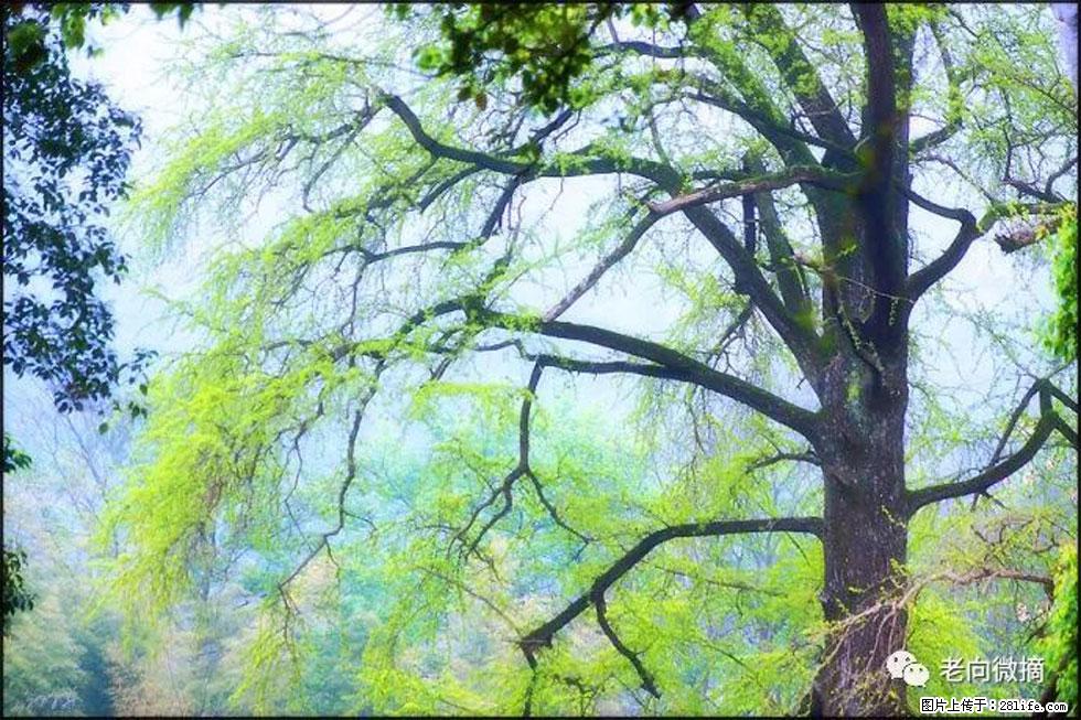 【春天，广西桂林灌阳县向您发出邀请！】在小龙村与春天约会 - 游山玩水 - 日喀则生活社区 - 日喀则28生活网 rkz.28life.com