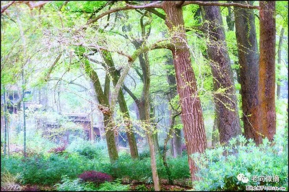 【春天，广西桂林灌阳县向您发出邀请！】在小龙村与春天约会 - 游山玩水 - 日喀则生活社区 - 日喀则28生活网 rkz.28life.com