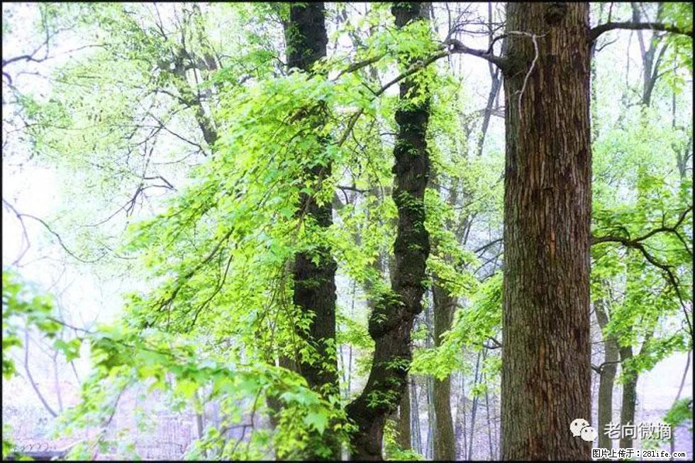 【春天，广西桂林灌阳县向您发出邀请！】在小龙村与春天约会 - 游山玩水 - 日喀则生活社区 - 日喀则28生活网 rkz.28life.com