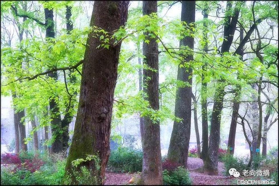 【春天，广西桂林灌阳县向您发出邀请！】在小龙村与春天约会 - 游山玩水 - 日喀则生活社区 - 日喀则28生活网 rkz.28life.com