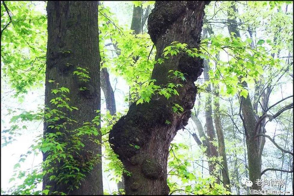 【春天，广西桂林灌阳县向您发出邀请！】在小龙村与春天约会 - 游山玩水 - 日喀则生活社区 - 日喀则28生活网 rkz.28life.com