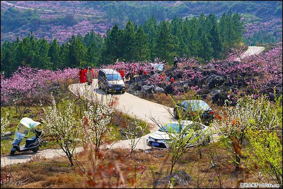 【春天，广西桂林灌阳县向您发出邀请！】望月岭上桃花开 - 游山玩水 - 日喀则生活社区 - 日喀则28生活网 rkz.28life.com
