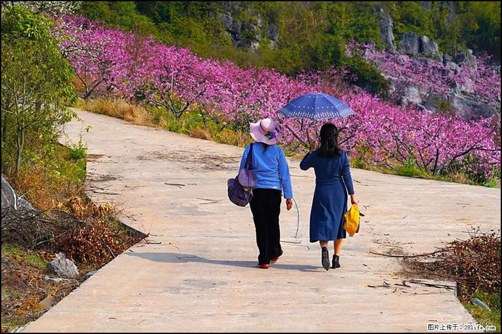 【春天，广西桂林灌阳县向您发出邀请！】望月岭上桃花开 - 游山玩水 - 日喀则生活社区 - 日喀则28生活网 rkz.28life.com
