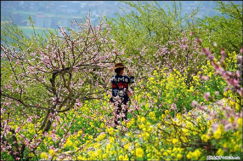 【春天，广西桂林灌阳县向您发出邀请！】望月岭上桃花开 - 游山玩水 - 日喀则生活社区 - 日喀则28生活网 rkz.28life.com