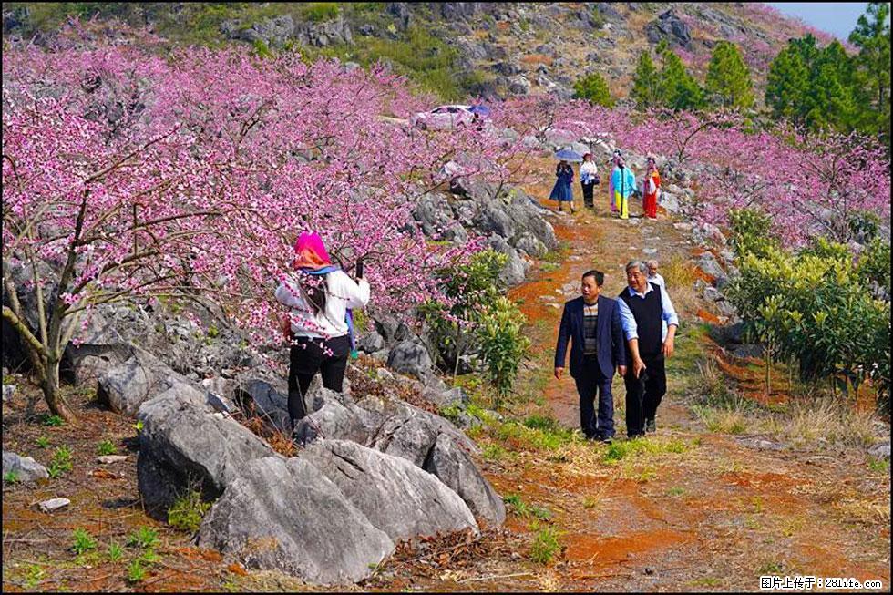 【春天，广西桂林灌阳县向您发出邀请！】望月岭上桃花开 - 游山玩水 - 日喀则生活社区 - 日喀则28生活网 rkz.28life.com