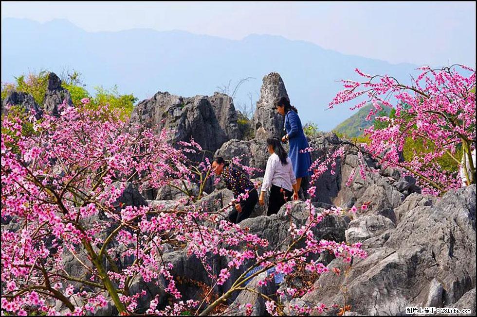 【春天，广西桂林灌阳县向您发出邀请！】望月岭上桃花开 - 游山玩水 - 日喀则生活社区 - 日喀则28生活网 rkz.28life.com