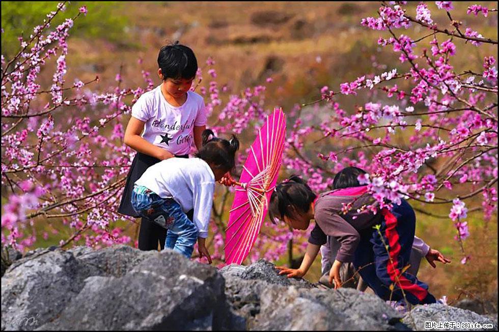 【春天，广西桂林灌阳县向您发出邀请！】望月岭上桃花开 - 游山玩水 - 日喀则生活社区 - 日喀则28生活网 rkz.28life.com