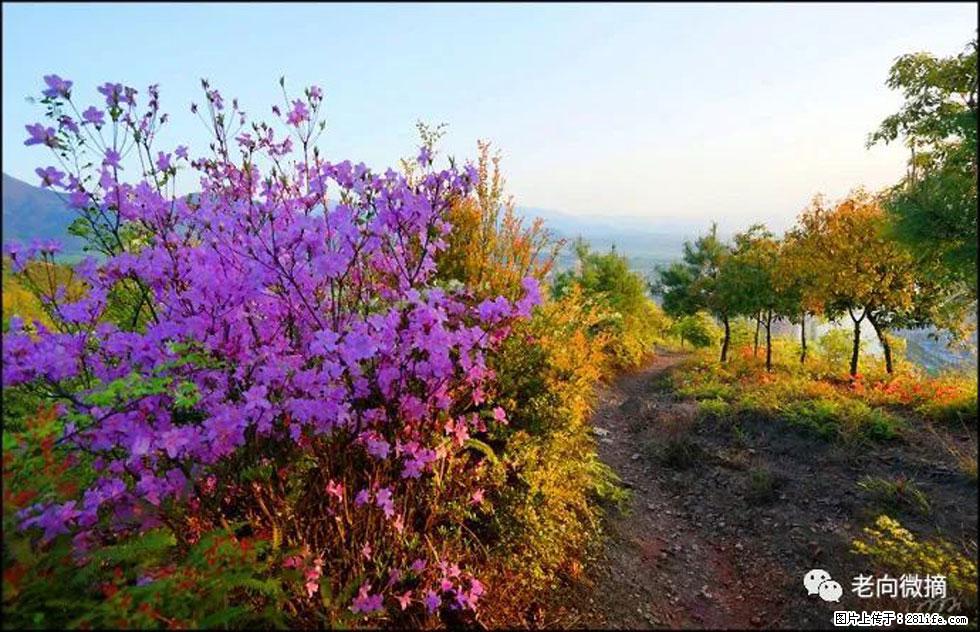 【春天，广西桂林灌阳县向您发出邀请！】登麒麟山，相约映山红 - 游山玩水 - 日喀则生活社区 - 日喀则28生活网 rkz.28life.com