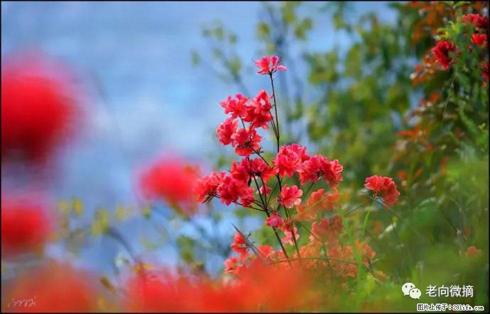 【春天，广西桂林灌阳县向您发出邀请！】登麒麟山，相约映山红 - 游山玩水 - 日喀则生活社区 - 日喀则28生活网 rkz.28life.com