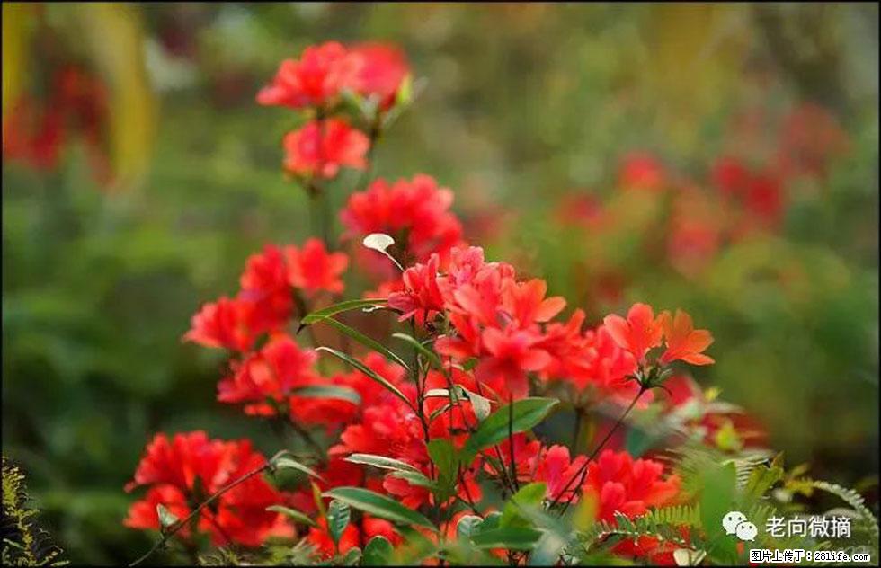 【春天，广西桂林灌阳县向您发出邀请！】登麒麟山，相约映山红 - 游山玩水 - 日喀则生活社区 - 日喀则28生活网 rkz.28life.com